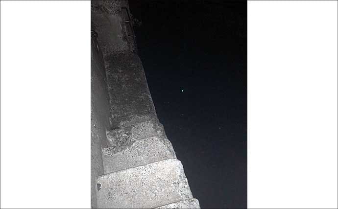 夜の落とし込み釣りでクロダイにスズキをキャッチ！【愛知】活きエビにヒット