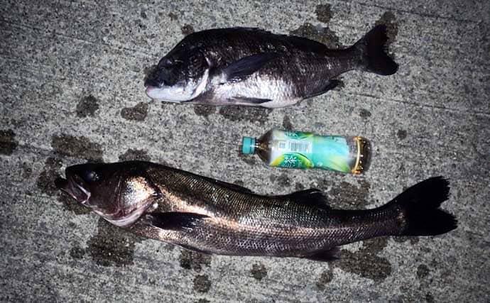 夜の落とし込み釣りでクロダイにスズキをキャッチ！【愛知】活きエビにヒット