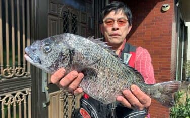 夜の落とし込み釣りでクロダイにスズキをキャッチ！【愛知】活きエビにヒット