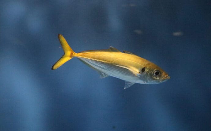 再生可能エネルギー【浮体式洋上風力発電施設】の周りサカナが集まることが証明される