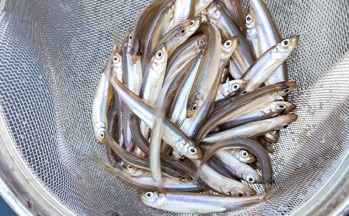 諏訪湖のワカサギ釣りで525尾キャッチ！【長野】底狙いが効いたドーム船釣行