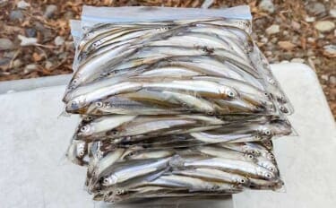 諏訪湖のワカサギ釣りで525尾キャッチ！【長野】底狙いが効いたドーム船釣行