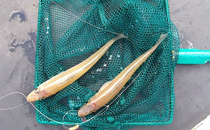 明石沖の秋の好ターゲット3選【青物・フラットフィッシュ・小物類】 自身で釣れば美味しさも格別