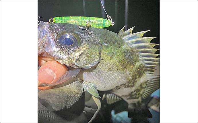 周防大島のメバリングで25cm級メバル的中！【山口】本流の潮ヨレ攻略が決め手