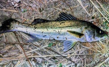 「バチ抜けは確認できず」バイブレーションルアーに60cm級シーバス2連発【千葉】