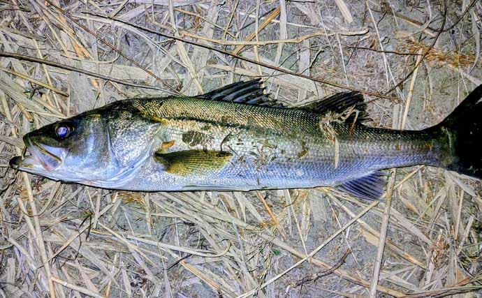 「バチ抜けは確認できず」バイブレーションルアーに60cm級シーバス2連発【千葉】