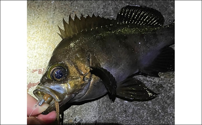 「メバルはどんな場所にいる？」 メバリングで集中的に狙うべき5つのポイント