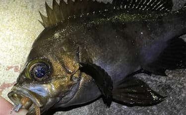 「メバルはどんな場所にいる？」 メバリングで集中的に狙うべき5つのポイント