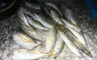 「常夜灯周りでアジがバッシャバシャ!」南大阪の波止アジングで豆アジ入れ食いを満喫