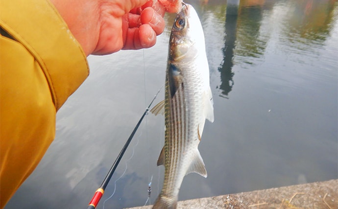 荒川ハクレン釣りで92cm頭に良型2尾手中！【埼玉】 高活性のボラにはお手上げ？