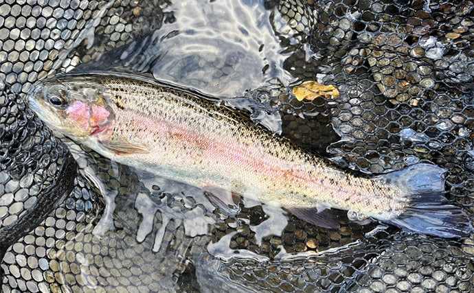 電車での管理釣り場釣行は小旅行気分？　フライフィッシングでニジマス25匹好捕