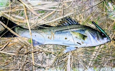 待望のバチ抜けがスタートも釣れない謎【千葉・養老川】時合いも短時間で終了