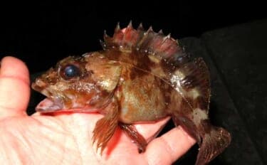 波止での電気ウキ釣りでカサゴ連打!【岡山】産卵期のメスばかりがヒット