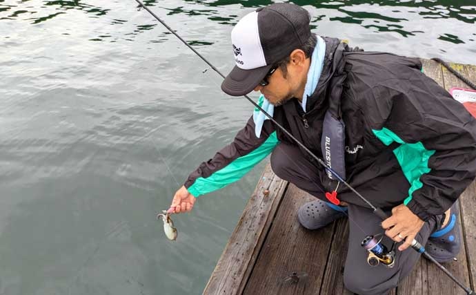 迫間浦のイカダ釣行でエギングと五目釣りを1日で満喫！【三重】アオリ8匹＆アジ25匹の好釣果