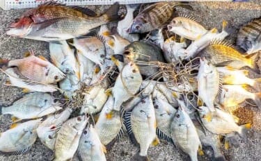 常滑港のウキダンゴ釣りでクロダイ・キビレが連発!【愛知】38cm筆頭にゲスト交えて39匹