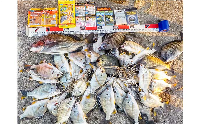 常滑港のウキダンゴ釣りでクロダイ・キビレが連発！【愛知】38cm筆頭にゲスト交えて39匹