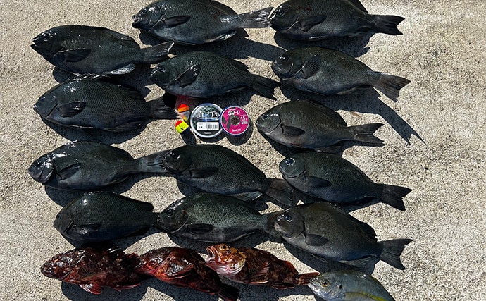 沖磯ウキフカセ釣りで32.7cmグレをキャッチ【三重・長嶋】フグ地獄の中で本命確保