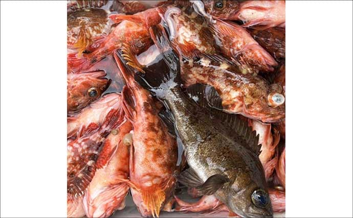 「メバル・カサゴ絶好調！」1投目からラストまで入れ食い続く日も【船釣り最釣果速報・愛知】