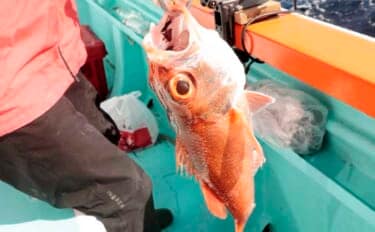 「犬吠埼沖の深場で赤い宝石浮上！」アカムツ釣りで43cm良型登場【千葉】