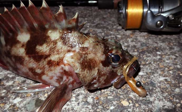 冬のカサゴにはチューブワームが最強！【おすすめリグとアクションを解説】