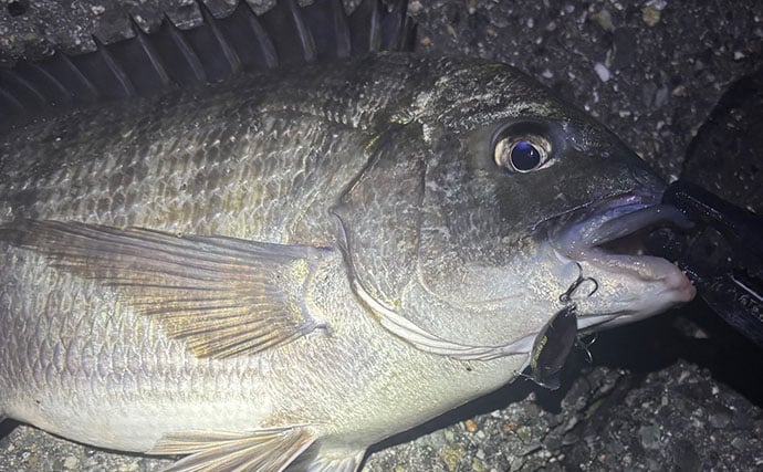 ハイプレッシャーポイントでチヌ（クロダイ）を釣る方法　フィネス化が有効