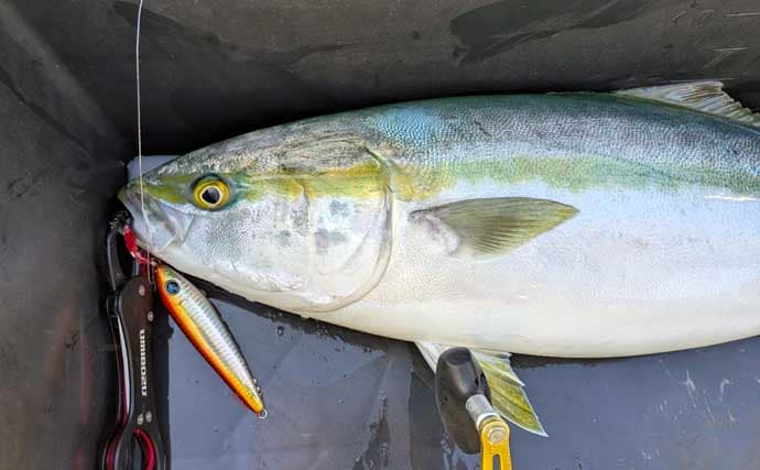 「ズドンと青物襲来！」若狭湾ジギング船で良型ブリ・ヒラマサを好捕【福井】
