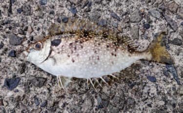 東京湾奥に毒魚「バリ(アイゴ)」が侵攻中! 臭い皮を美味しく食べる調理法とは?
