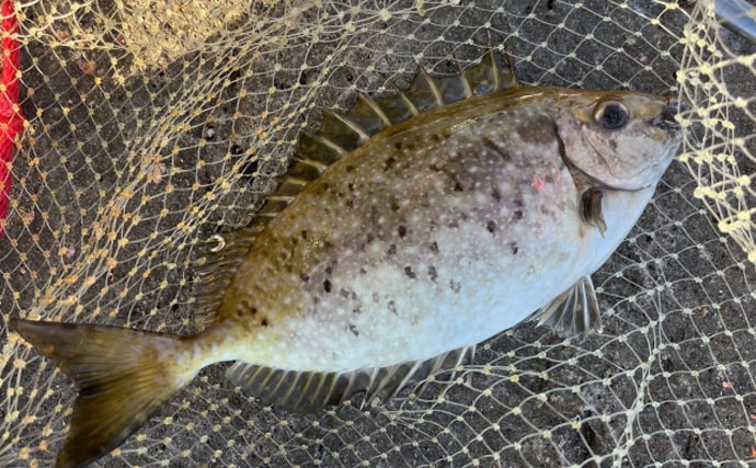東京湾奥に毒魚「バリ(アイゴ)」が侵攻中! 臭い皮を美味しく食べる調理法とは?