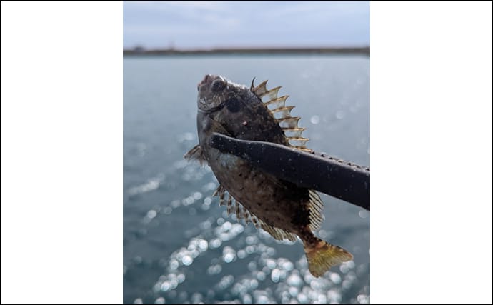東京湾奥に毒魚「バリ(アイゴ)」が侵攻中! 臭い皮を美味しく食べる調理法とは?
