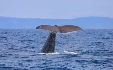 「クジラも身を守るために墨を吐く!」 墨の正体は暗赤褐色の糞便だった?