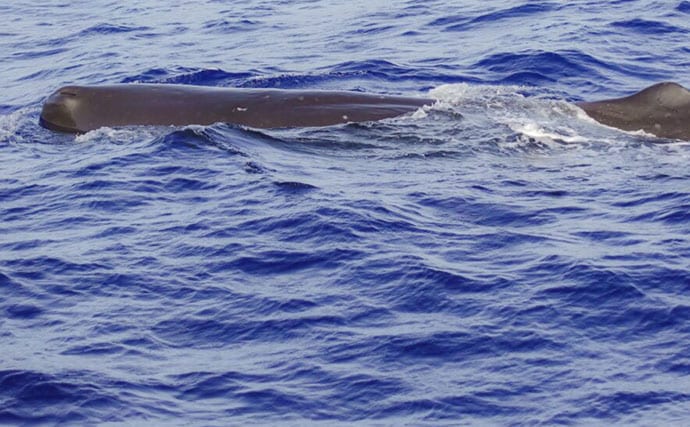 「クジラも身を守るために墨を吐く!」 墨の正体は暗赤褐色の糞便だった?