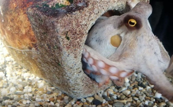 「クジラも身を守るために墨を吐く!」 墨の正体は暗赤褐色の糞便だった?