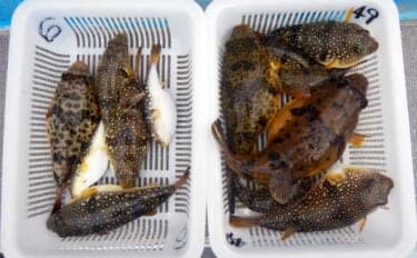 カットウ釣りで良型ヒガンフグとコモンフグ合計7匹手中！【愛知・師崎沖】トルクある引きを堪能