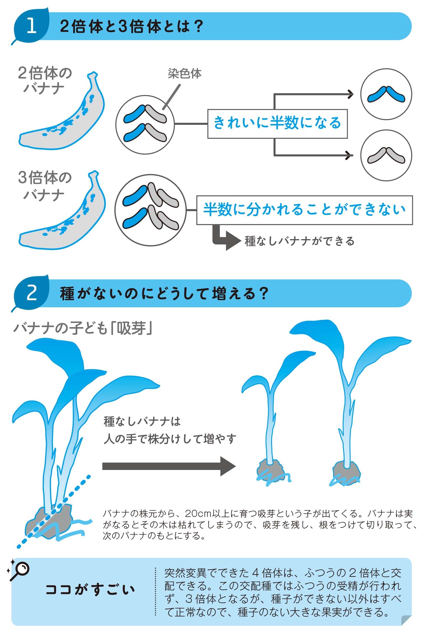 バナナの2倍体と3倍体とは！？