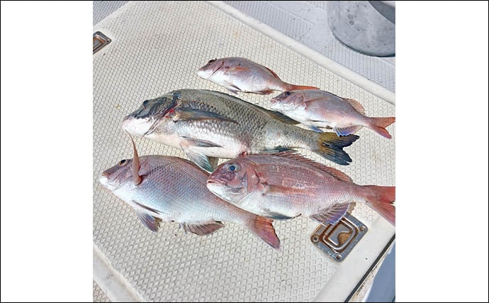 「年イチ級の大ダイ浮上!」伊勢湾エリアのタイラバで70cm超マダイをキャッチ【愛知】