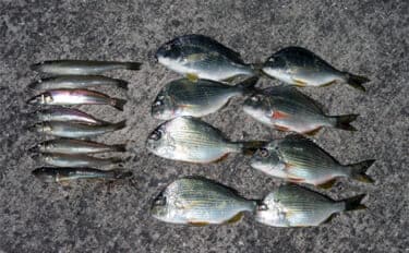 「冬はキス釣りオフシーズン」は間違い！　厳寒期の投げ釣りのポイントと楽しみ方を解説