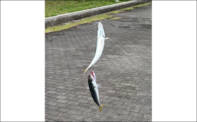 ショアジギにおける100均メタルジグの使い方と使い所 「安いから釣れない」は間違い!