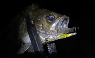 「春は小型ルアーで釣る!」だけでは通用しない 気づかれないリスクとは?