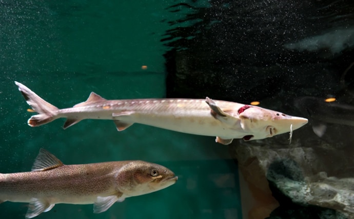 日本で作られたキャビアがあるの知ってる？　美味しさの理由は鮮度の良さにあり