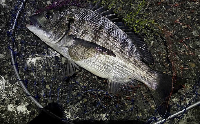 真冬の澄みきった潮は魚が釣れない？　そんな時は穴釣りを試してみよう