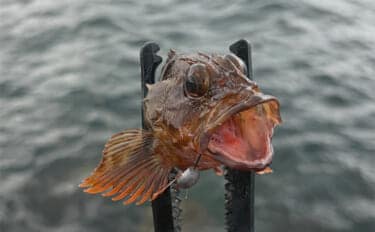 真冬の澄みきった潮は魚が釣れない？　そんな時は穴釣りを試してみよう