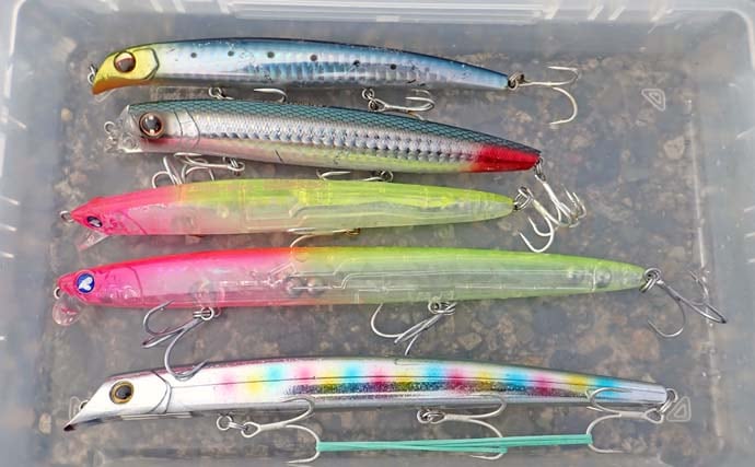 九頭竜川のリバーシーバスゲームで80cmランカー捕獲！【福井】細身ミノーがハマった夜