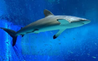 「怖い?可愛い?それとも美味しい?」 人によって変わるサメのイメージ