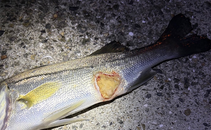 「目の前にアジ大群がいるのに全く釣れない？」 アジング釣行でボウズの不思議