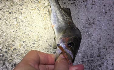 「目の前にアジ大群がいるのに全く釣れない?」 アジング釣行でボウズの不思議