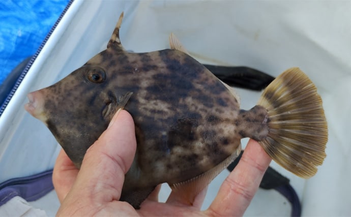 須磨海釣り公園で陸っぱりカワハギ釣りに挑戦【兵庫】エサ取りに苦戦も本命5匹を手中!