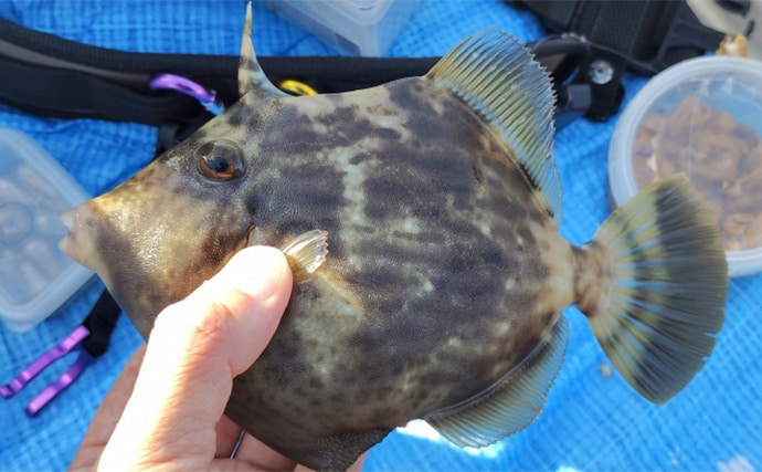 須磨海釣り公園で陸っぱりカワハギ釣りに挑戦【兵庫】エサ取りに苦戦も本命5匹を手中!