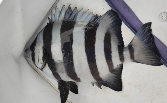 須磨海釣り公園で陸っぱりカワハギ釣りに挑戦【兵庫】エサ取りに苦戦も本命5匹を手中!