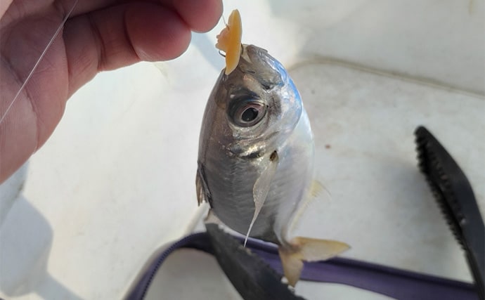 須磨海釣り公園で陸っぱりカワハギ釣りに挑戦【兵庫】エサ取りに苦戦も本命5匹を手中!