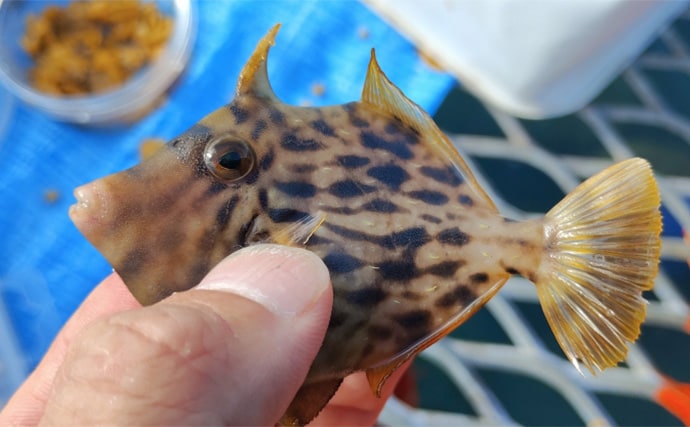 須磨海釣り公園で陸っぱりカワハギ釣りに挑戦【兵庫】エサ取りに苦戦も本命5匹を手中!